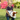 Hobby Horse