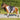 Tapis de selle Diva Mauvewood